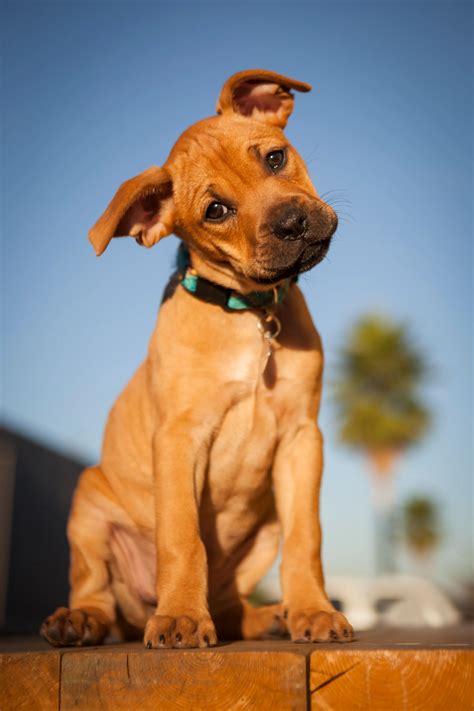 Boxador Mixed Dog Breed Pictures, Characteristics, & Facts