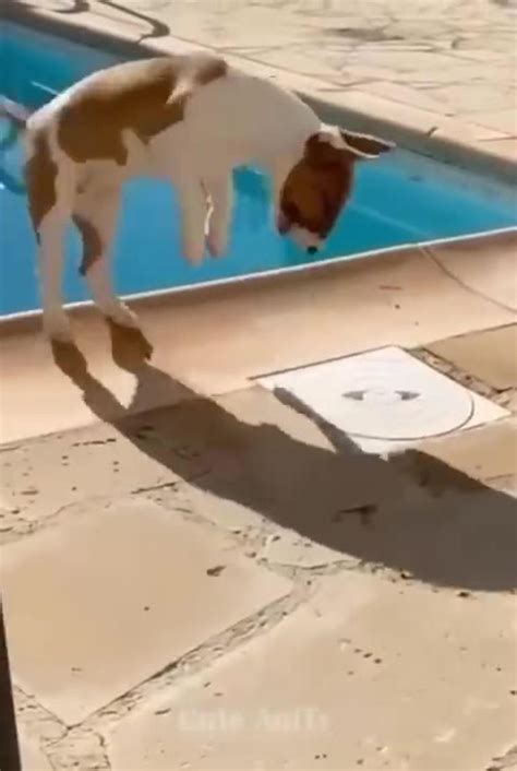 Funniest videos cat and dogs - One News Page VIDEO