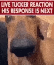 Tucker Reaction Discord Emojis - Tucker Reaction Emojis For Discord