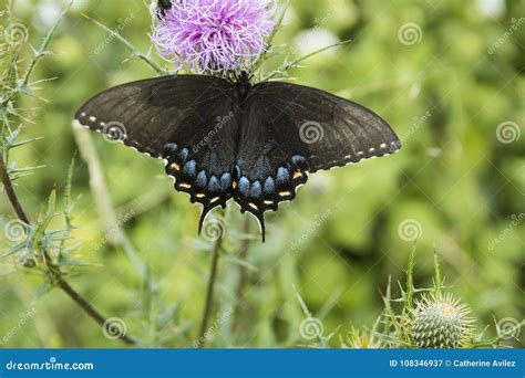Eastern Black Swallowtail Feeding on Thistles Stock Image - Image of ...