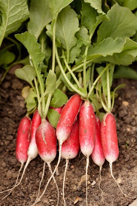 Fastest Growing Vegetables