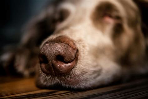 What Causes A Dogs Nose To Bleed