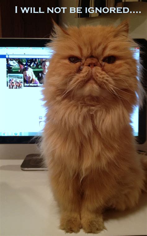 Cat Meme I Frowed Up at Kathleen Dekker blog