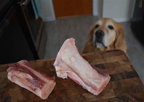 Are Beef Marrow Bones Good For Puppies at Dean Ransford blog