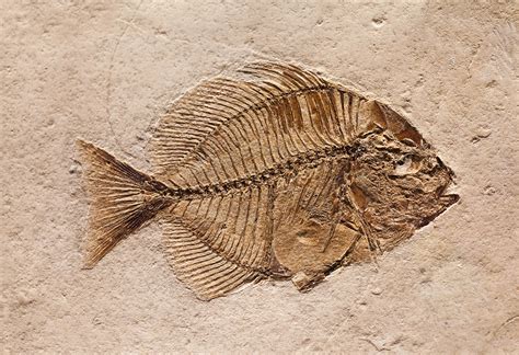 Carbon Film Fossil Fish