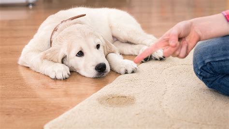 What Gets Rid Of Dog Pee Smell