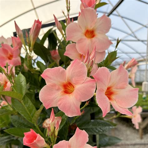 Sun Parasol® Giant Peach Sunrise Mandevilla | Plant Addicts