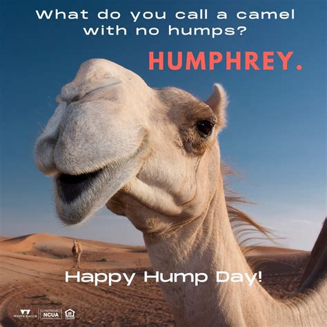 Happy Hump Day Camel Meme