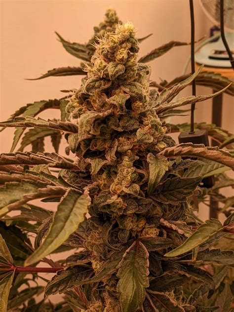 Alien Rock Candy – Completed Diaries – Percys Grow Room: Cannabis ...