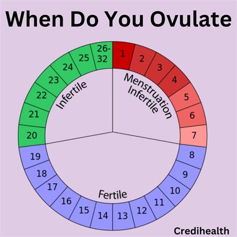 When do You Ovulate: Signs and Symptoms to Look For | Credihealth