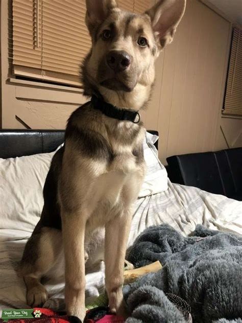 Are Lab Husky Mixes Good Dogs at Frank Hamlin blog