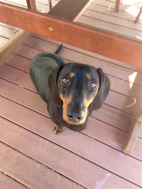 Dachshund Average Life Expectancy - Gimera