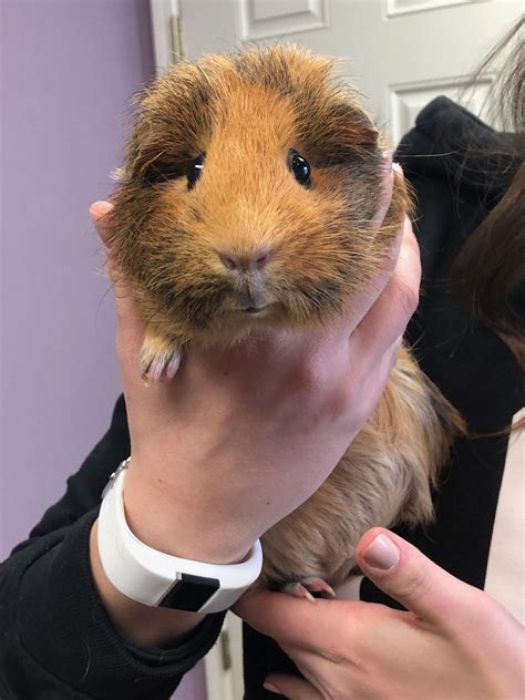 Covedale Pet Hospital