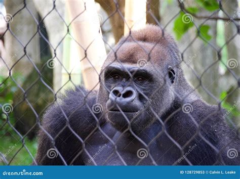 Gorilla in Captivity stock image. Image of gibbons, rascal - 128729853
