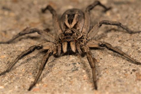 Hobo Spider vs Wolf Spider: 5 Key Differences - A-Z Animals