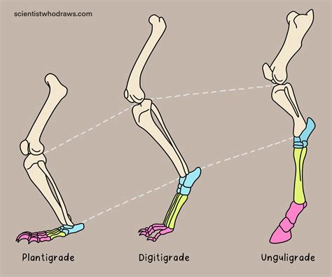 Pug Marks — Scientist who draws