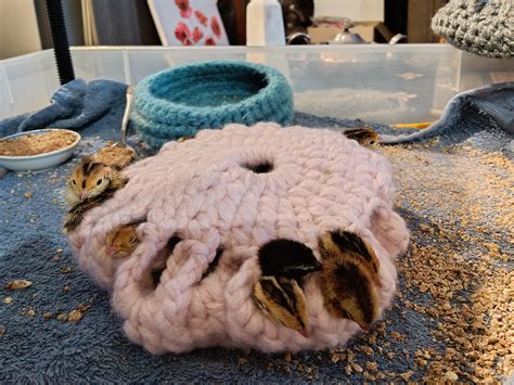 Anyone else knit their newborns upsidown nests to substitute momma? : r/quails