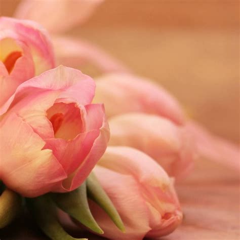 13 Best Tulip Poems For Spring - Aestheticpoems