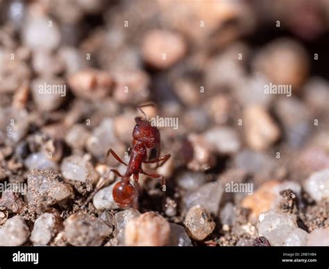 Arid grasslands hi-res stock photography and images - Alamy