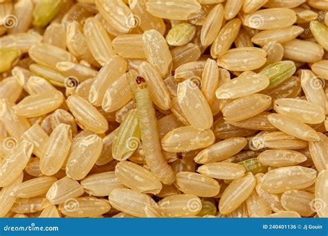 Indian Meal Moth Larva In Rice Stock Photo | CartoonDealer.com #240401136