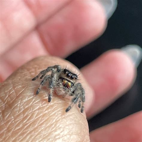 Female Regal Jumping Spider (Breeder’s pick) – Adara Arachnids