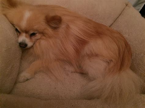 Paws 4 A Cure is an all-volunteer 501(c)(3) nonprofit organization that ...