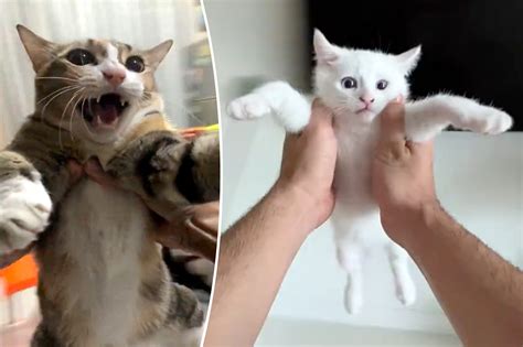 Cats are being 'tortured' in cruel TikTok trend: animal activists