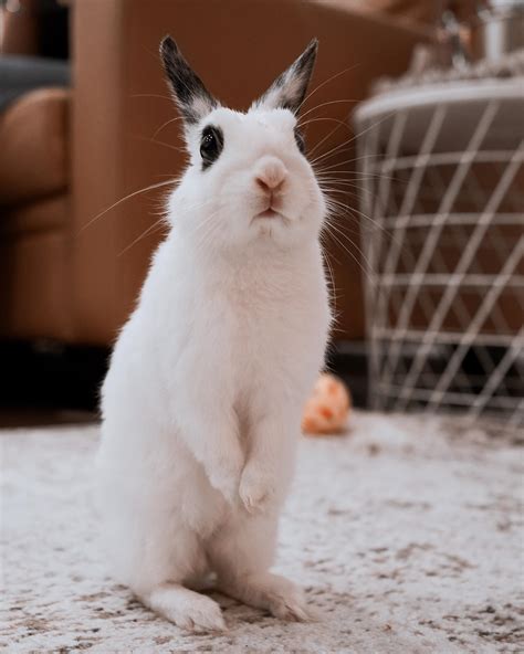 Friends, Romans, countrymen, lend me your ears; and have a look at this groovy pocket # ...