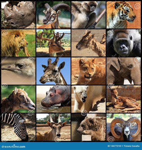 Animals collage stock photo. Image of animals, lion, park - 14477218