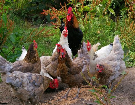 10 Surprising Facts About Chickens | PETA