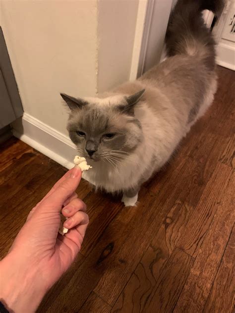 Can Cats Eat Popcorn? Is Popcorn Safe For Cats To Eat? - Floppycats™