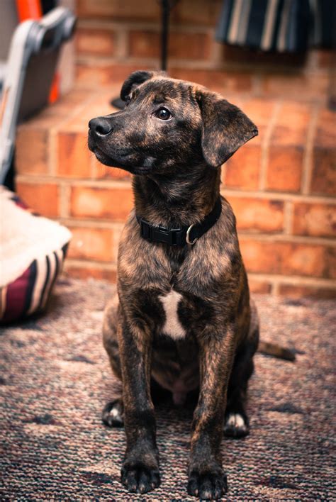 Boxer Lab Mix Puppy