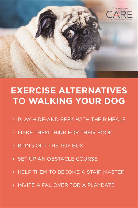 How to Get Your Lazy Dog Up and Moving - PetPamperFinds