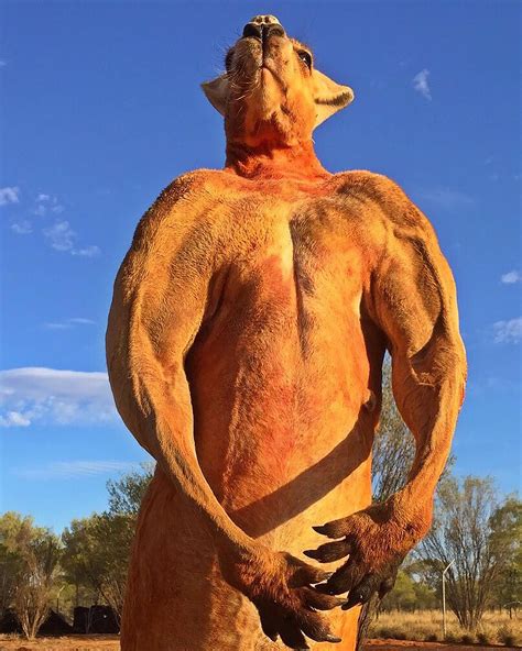 Roger the Red Kangaroo stood 6 feet 7 inches tall and weighed nearly ...