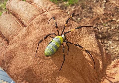 Large, exotic Joro spider discovered in the Smokies. Is it a problem?