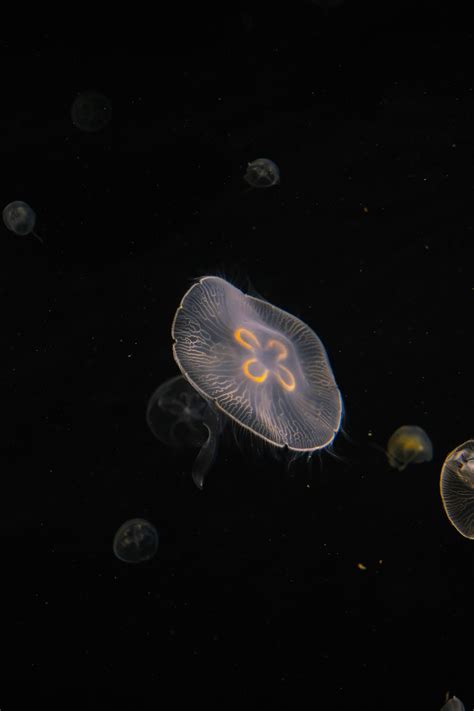 Anime+Bikini+Girls Photos, Download The BEST Free Anime+Bikini+Girls ...