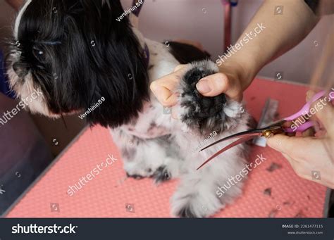Shih Tzu Grooming Supplies at Joseph Heil blog