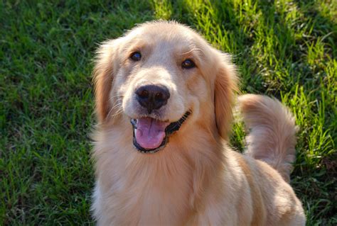 Cute Golden Retriever Names Girl
