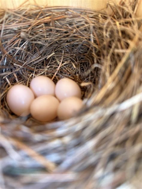 Pink bluebird eggs? Or house sparrow eggs? : r/whatsthisbird