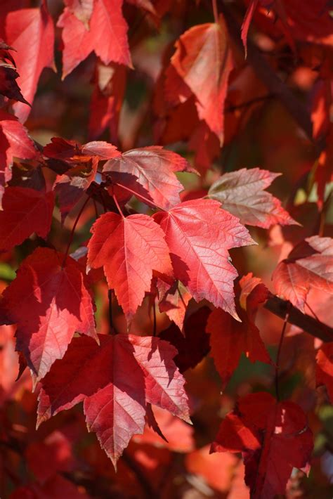 ACER rubrum 'Red Sunset' ® - First Garden International