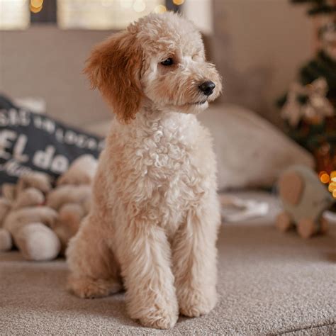 Major Puppy Mistakes You’ll Want To Avoid - With a Splash of Color