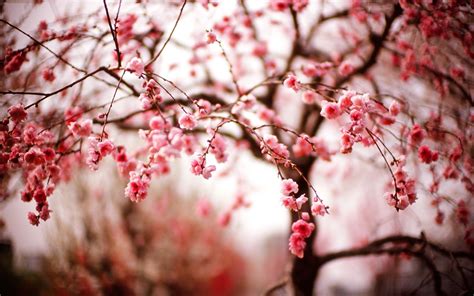 🔥 Free Download Beautiful Spring Cherry Blossom Wallpaper High ...