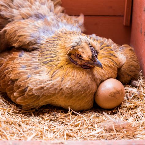 How Do Chickens Lay Eggs What Chickens Lay Brown Eggs? | IFA's Helping