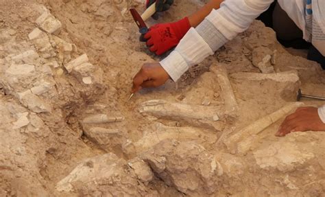 7.7 Million-Year-Old Fossils Found Near Türkiye’s Yamula Dam Reveal Massive Ancient Giants