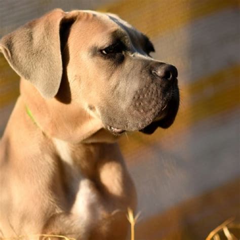Cane Corso Colors: A Guide to the Stunning Varieties - PUPJoy
