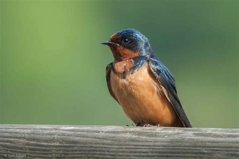 Befriending Beautiful Barn Swallows - Wonders of the Open Skies