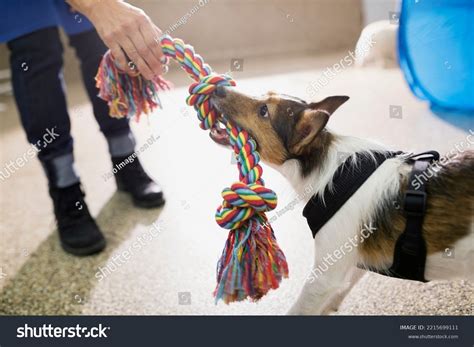 1+ Hundred Dog Knots With Woman Royalty-Free Images, Stock Photos ...