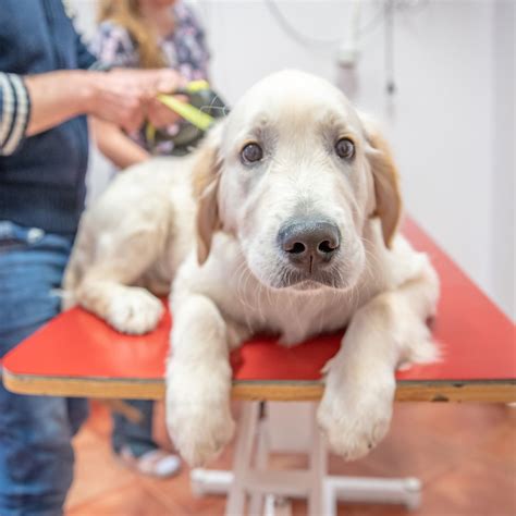 Framingham, MA Veterinary Services | Slade Veterinary Hospital