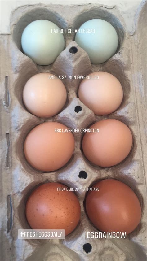 Get to know the cream legbar a beautiful blue egg layer – Artofit