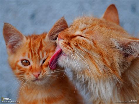 Cat cat licking wallpapers and images - wallpapers, pictures, photos